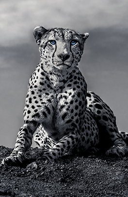 The Cheetah